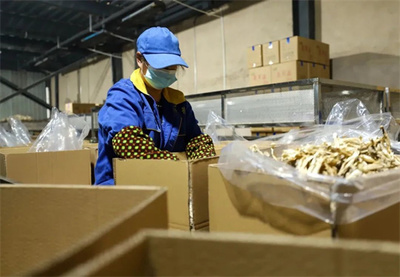 玉屏 市場需求旺，菌棒生產忙，食品互聯網銷售助農增收